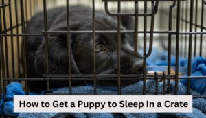 How to get puppy to sleep in crate.